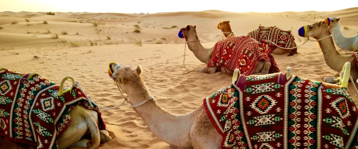 Nidto5shrqid9paoelft 1200x500